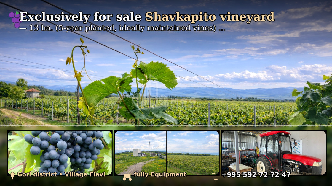 For Sale Vineyard - Chateau Land In Gori