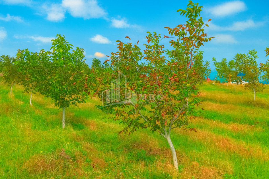 იყიდება მიწის ნაკვეთი ხაშური შიდა ქართლი