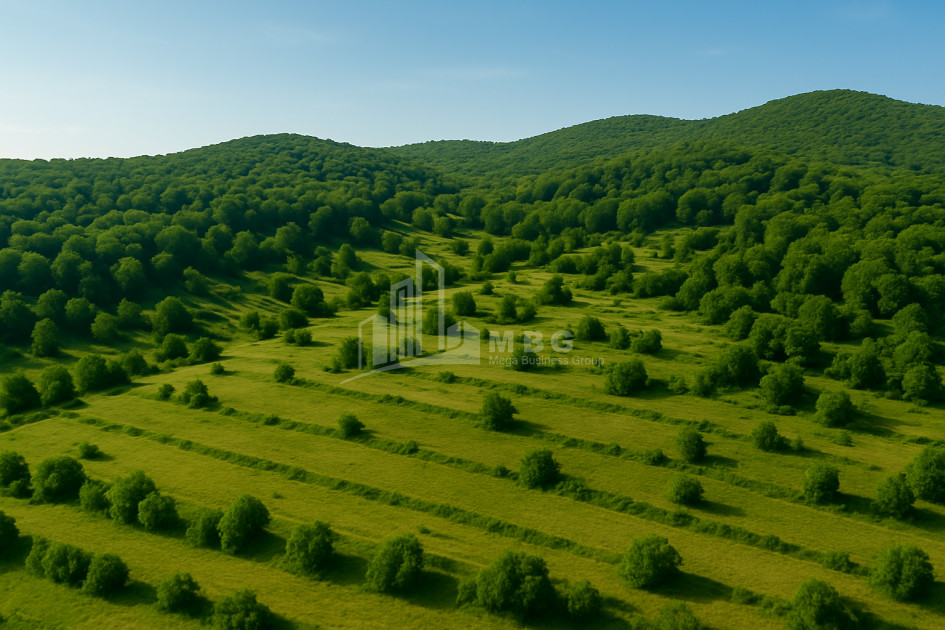 For Sale Land Cheremi Gurjaani Kakheti