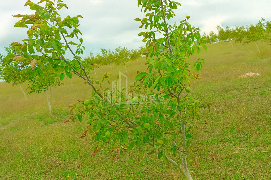 იყიდება მიწის ნაკვეთი ხაშური შიდა ქართლი