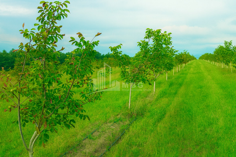 იყიდება მიწის ნაკვეთი ხაშური შიდა ქართლი