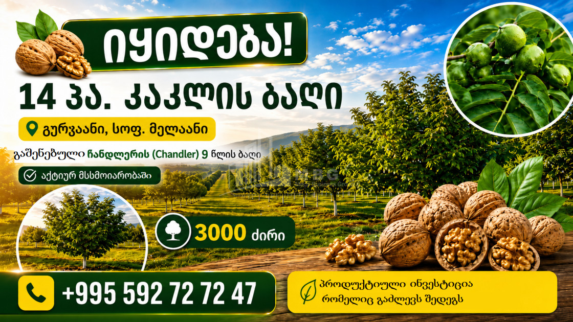 იყიდება კაკლის ბაღი მიწის ნაკვეთი მელაანში, გურჯაანი