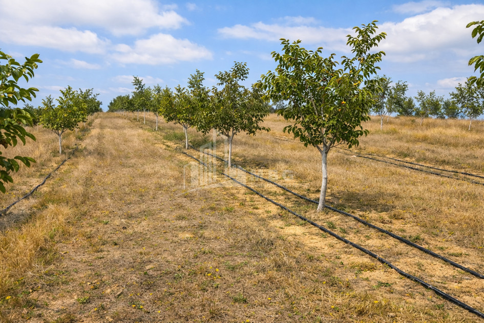 Продается Фруктовые сад Земля В Хашури