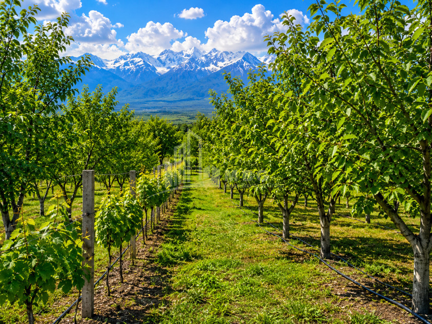 For Sale Orchards Land In Tsinandali, Telavi