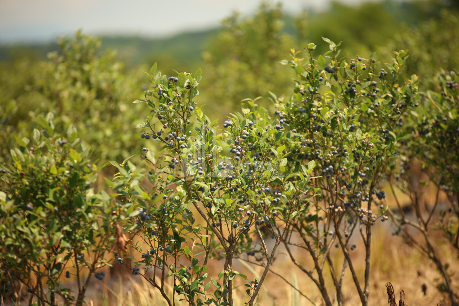 For Sale Orchards Land In Senaki