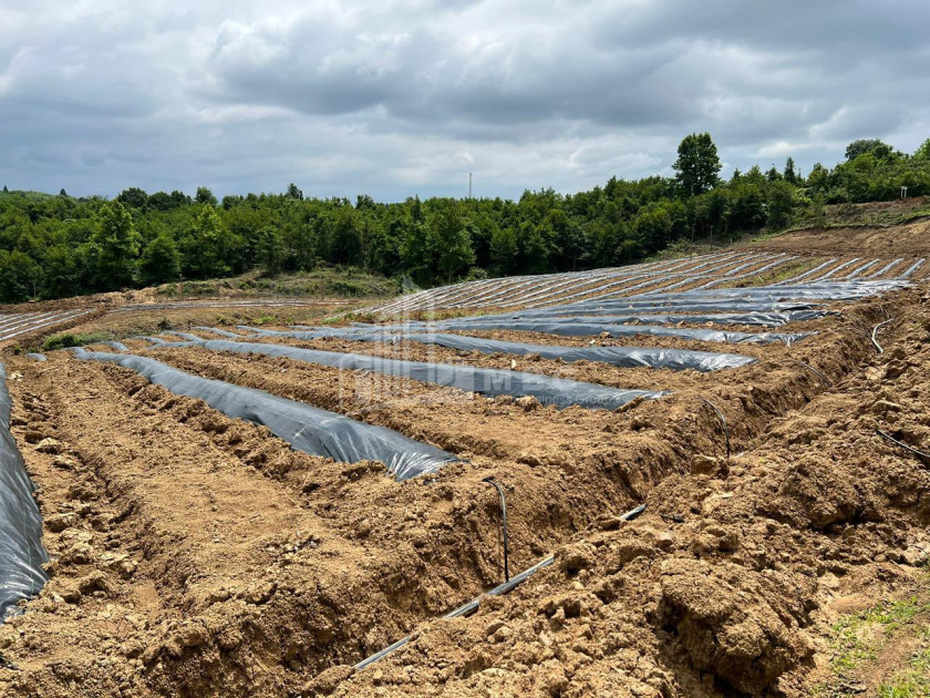 For Sale Blueberry orchard Land In Baileti, Ozurgeti