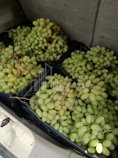 For Sale Land, Nosiri, Senaki, Samegrelo