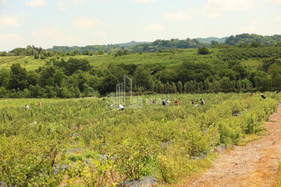 For Sale Orchards Land In Senaki
