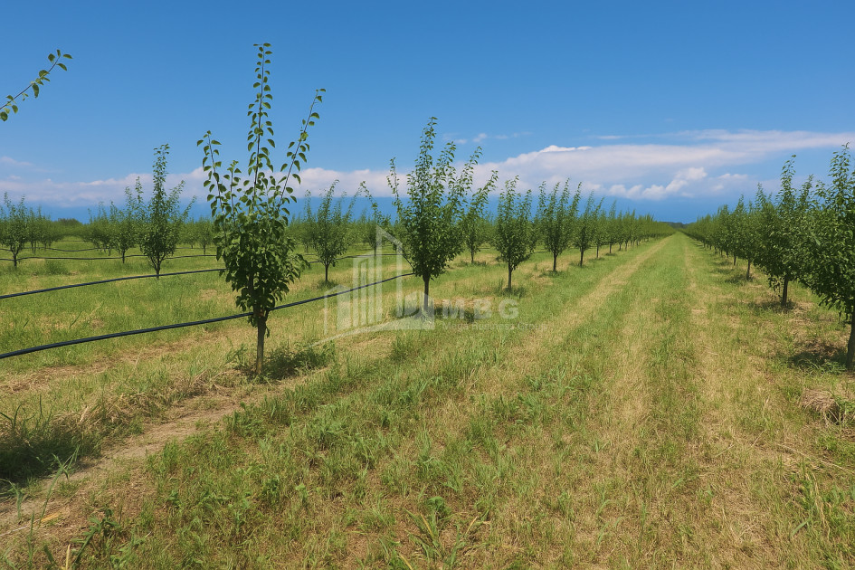 იყიდება ხეხილის ბაღი მიწის ნაკვეთი, ბაკურციხე