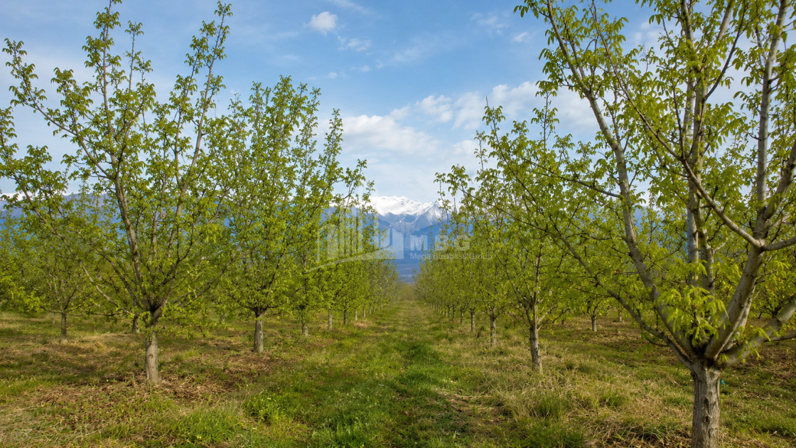For Sale Orchards Land In Tsinandali, Telavi
