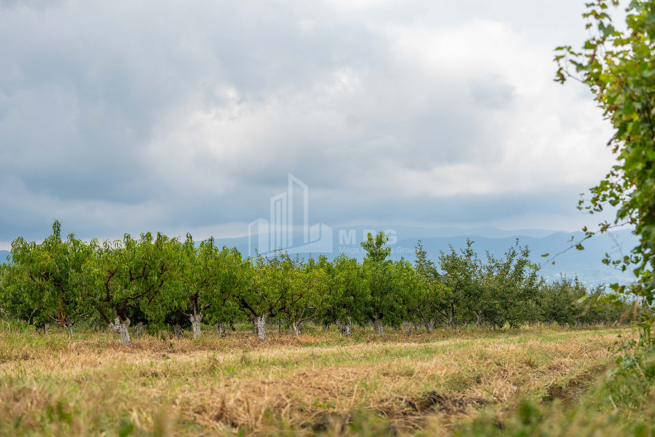 For Sale Land Kakheti