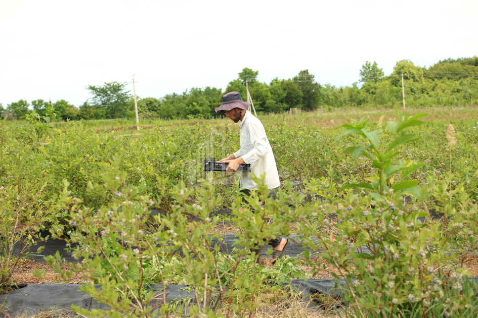 For Sale Orchards Land In Senaki