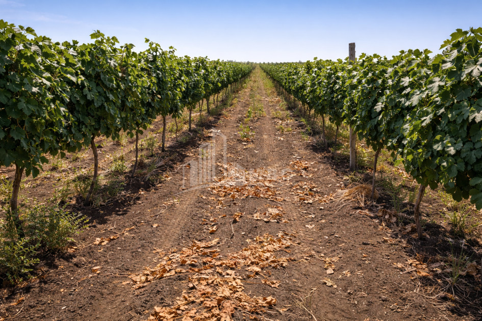 For Sale Vineyard - Chateau Land In Melani, Gurjaani