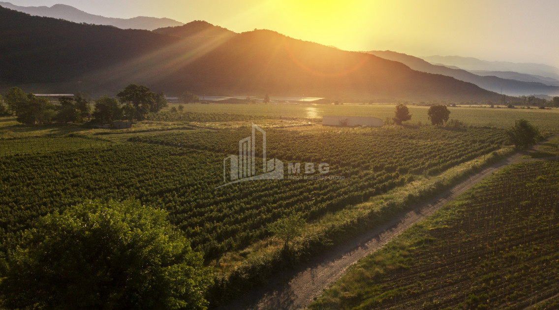 For Sale Land Kvareli Kakheti