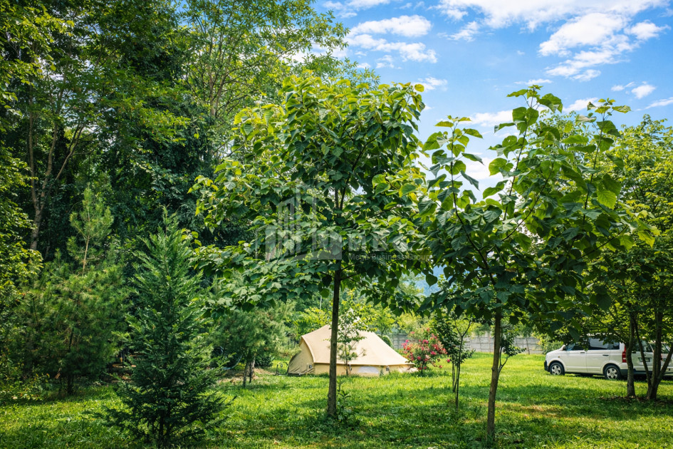 Business for sale Commercial Telavi Kakheti