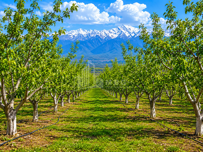 For Sale Orchards Land In Tsinandali, Telavi