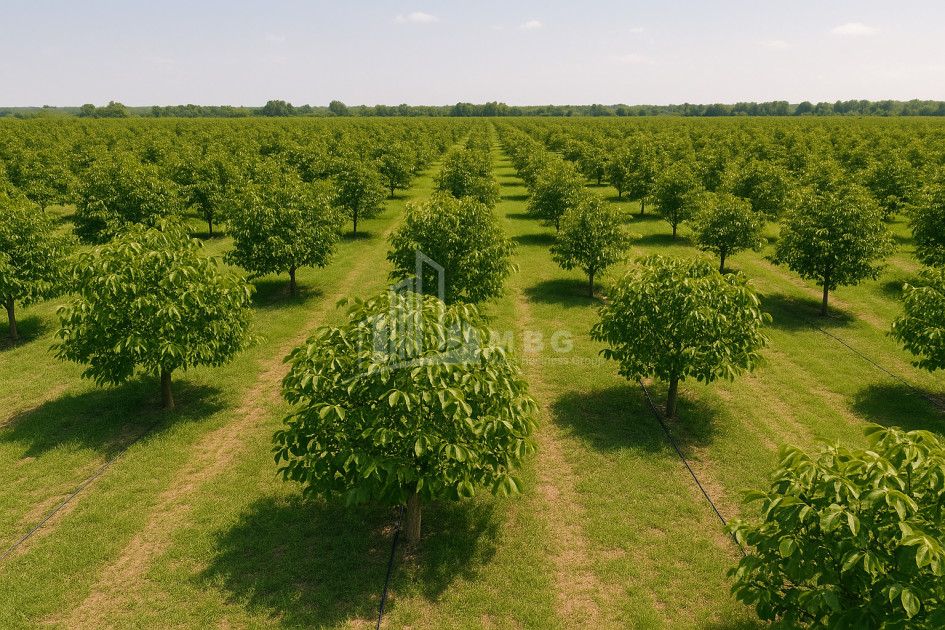 For Sale Land Does Kaspi Shida Kartli