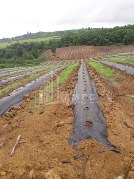 For Sale Blueberry orchard Land In Baileti, Ozurgeti