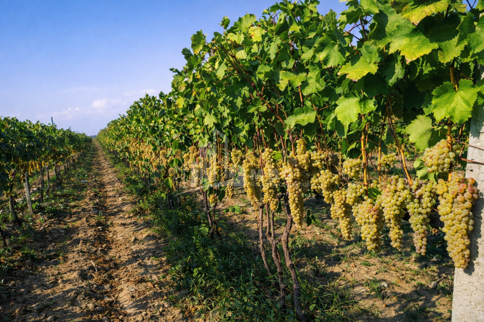 For Sale Vineyard - Chateau Land In Melani, Gurjaani