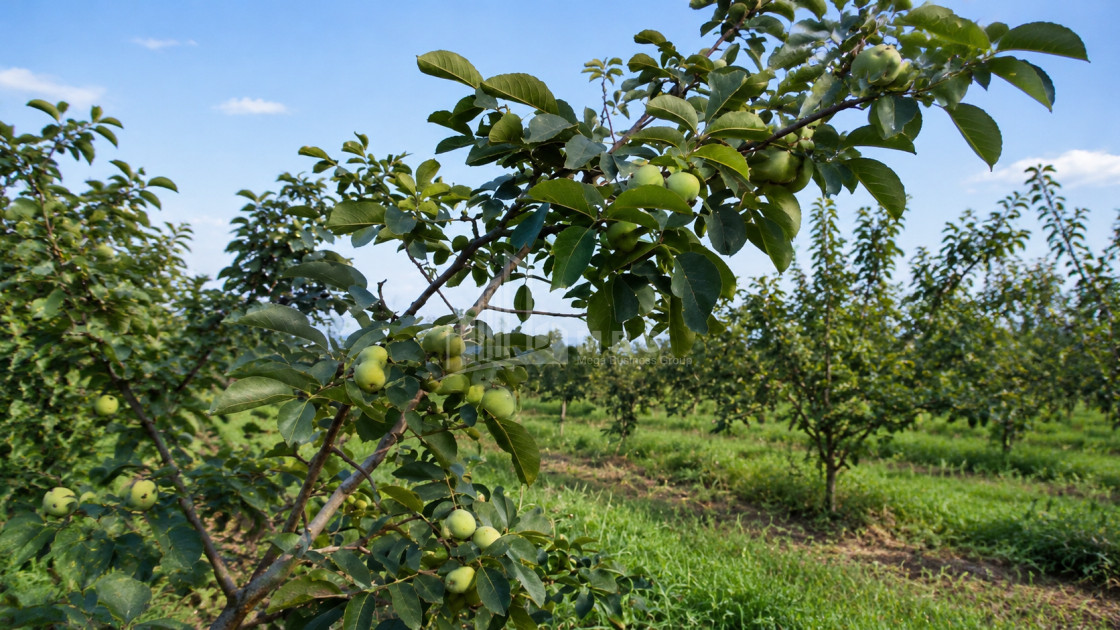 For Sale Walnut orchard Land In Anaga, Signagi