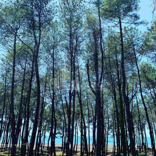 For Sale House - Villa, in Daba Shekvetili