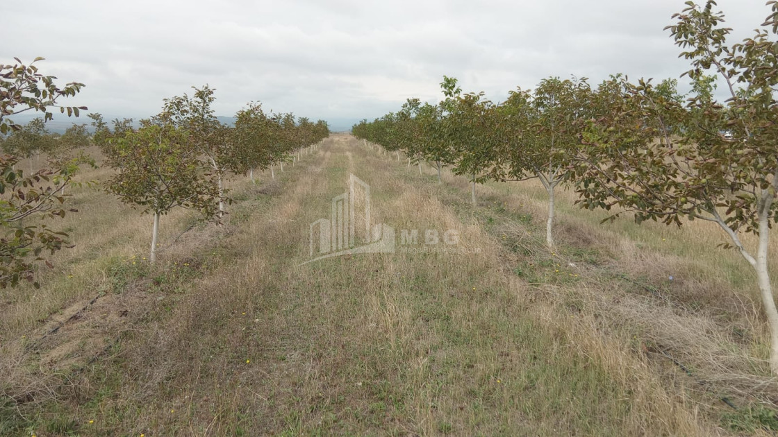 იყიდება მიწის ნაკვეთი ხაშური შიდა ქართლი