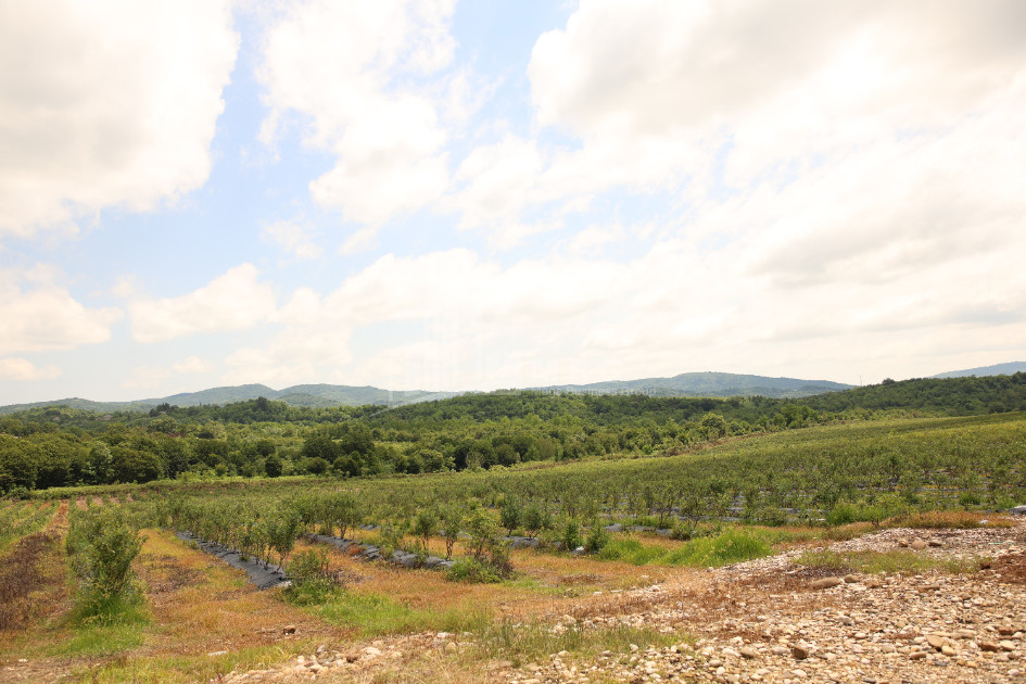 For Sale Orchards Land In Senaki