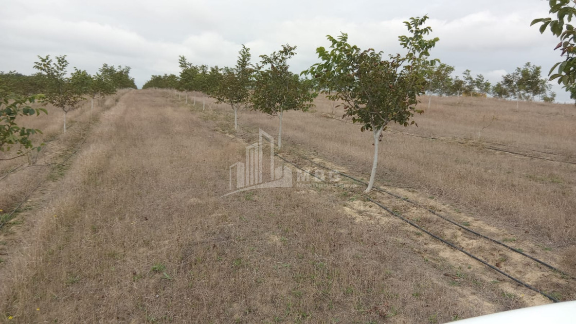 იყიდება მიწის ნაკვეთი ხაშური შიდა ქართლი