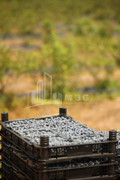 For Sale Orchards Land In Senaki