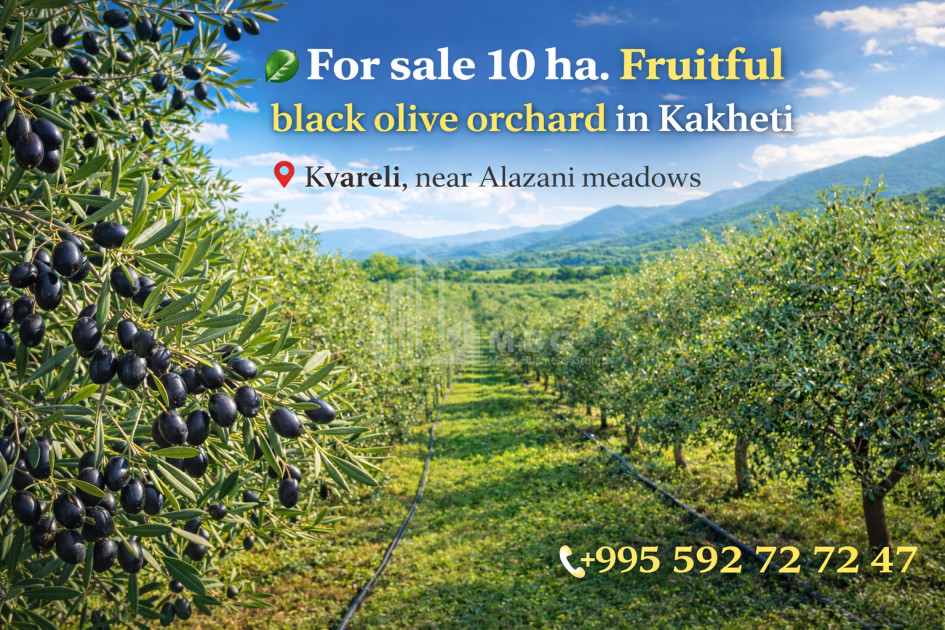 For Sale Orchards Land, in Kvareli
