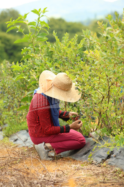 For Sale Orchards Land In Senaki