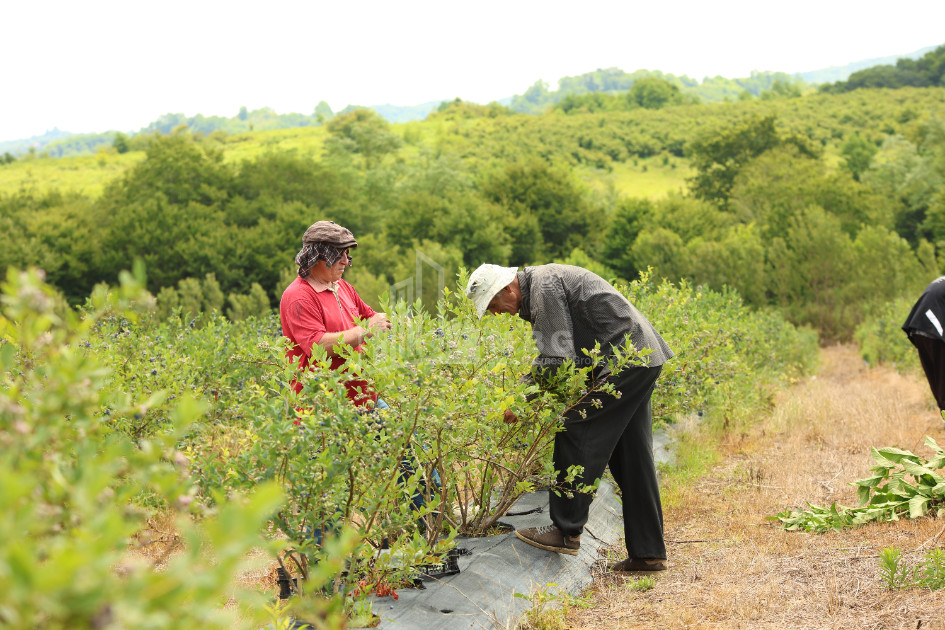 For Sale Orchards Land In Senaki