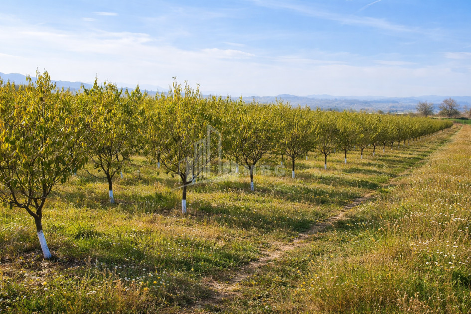 For Sale Land Village Shaumiani Marneuli Kvemo Kartli