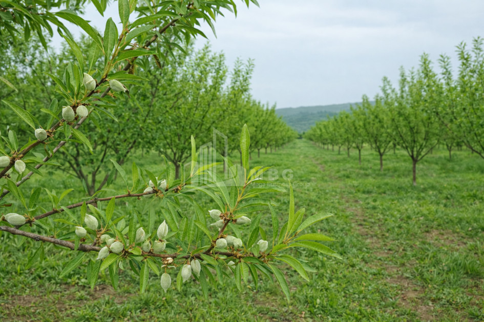 For Sale Land Bolnisi Kvemo Kartli