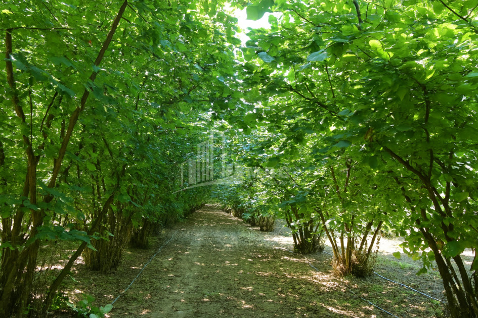For Sale Land Kvemo Shukhuti Lanchkhuti Municipalities of Guria