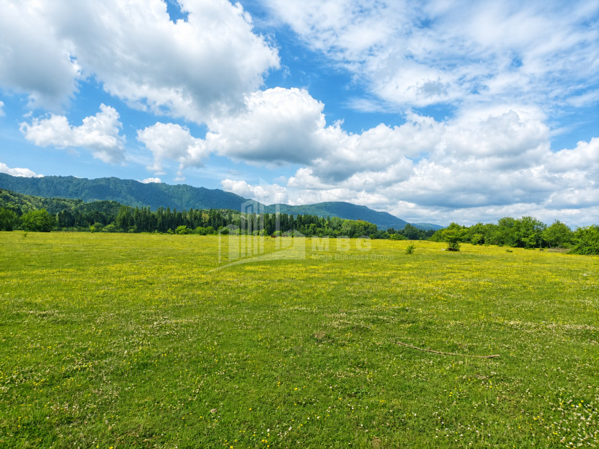 For Sale Orchards Land In Abasha
