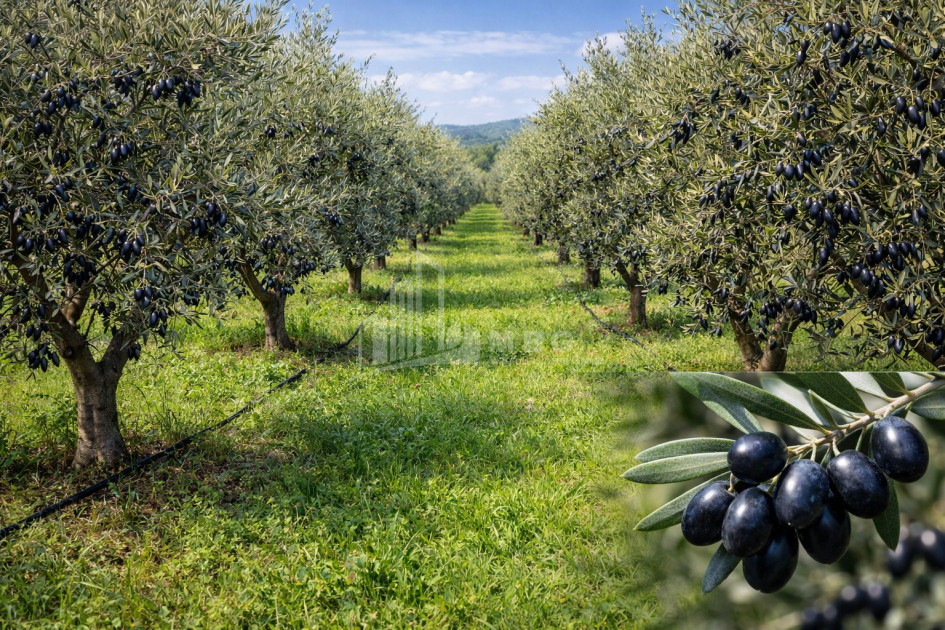 For Sale Land Kvareli Kakheti