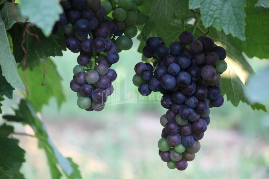 იყიდება კომერციული ფართი დოესი კასპი შიდა ქართლი