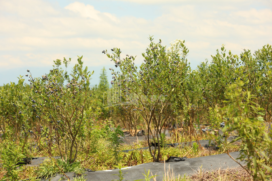 For Sale Orchards Land In Senaki
