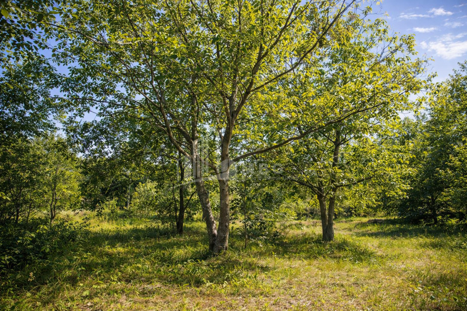 For-Sale-Land-Mchadijvari-village-Dusheti-Mtskheta---Mtianeti