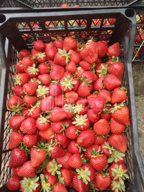 For Sale Land, Nosiri, Senaki, Samegrelo