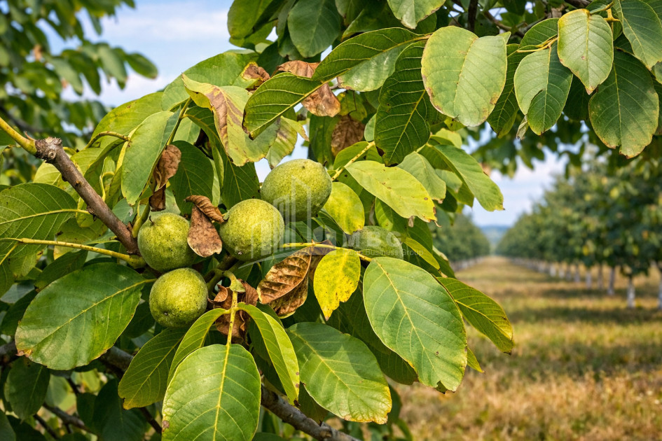 Продается Ореховый сад Земля В Мелани, Гурджаани