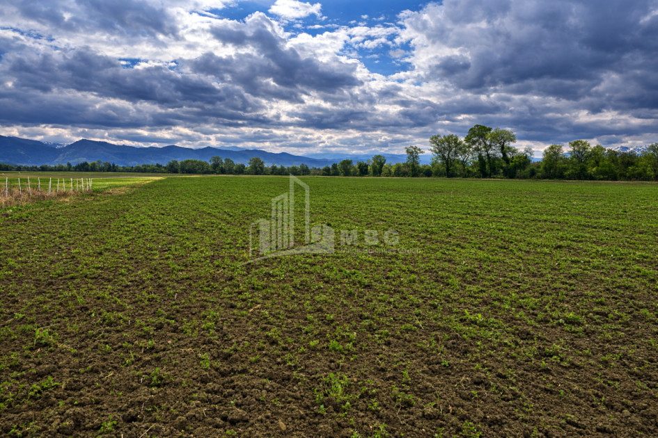 იყიდება სავენახე - საშატოე მიწის ნაკვეთი თელავში