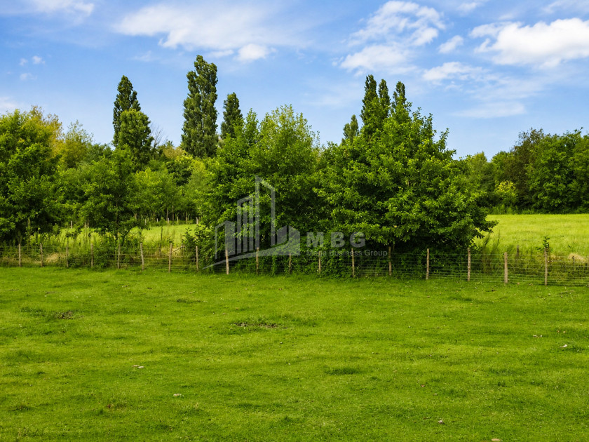 For Sale Orchards Land In Abasha