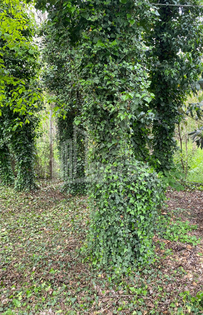 იყიდება ბიზნესი კომერციული ფართი თელავი კახეთი