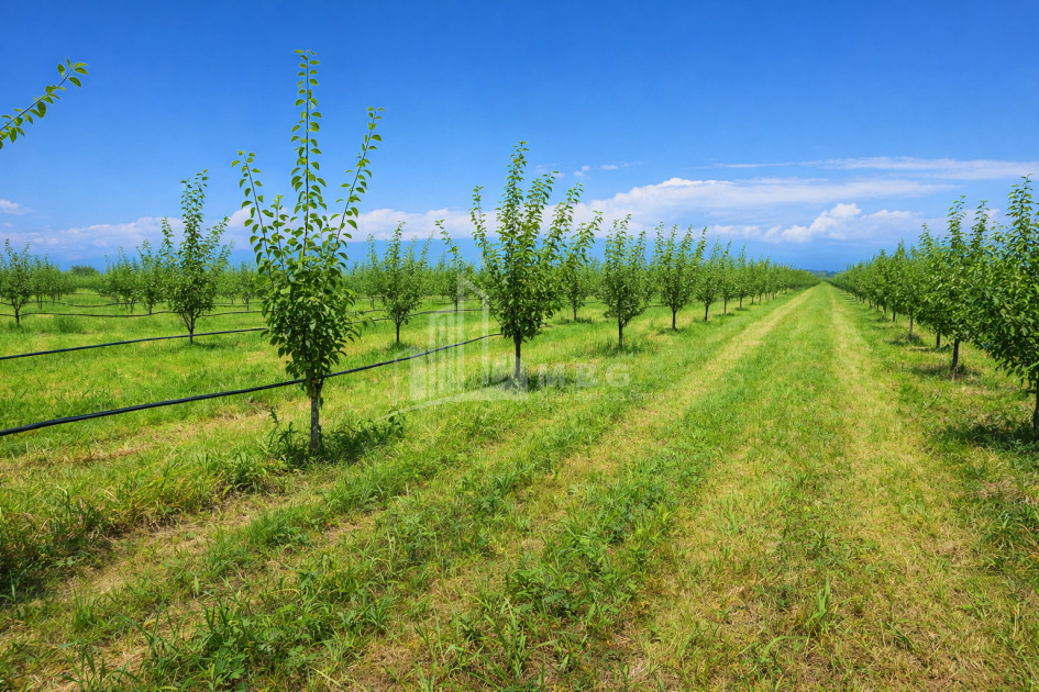იყიდება ხეხილის ბაღი მიწის ნაკვეთი, ბაკურციხე