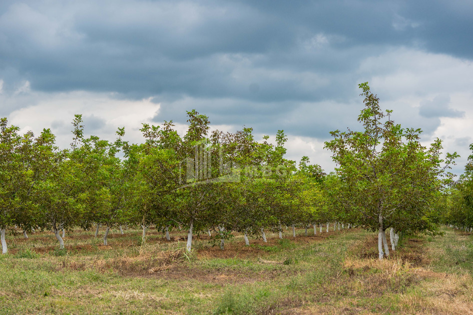 For Sale Land Kakheti