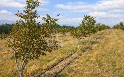 Продается Фруктовые сад Земля В Хашури