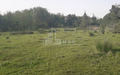 For Sale Country Land, in Lanchkhuti