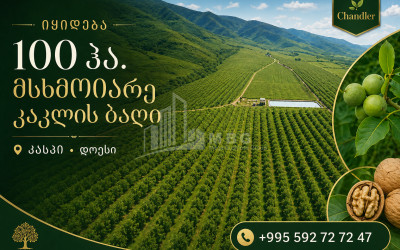 იყიდება კაკლის ბაღი მიწის ნაკვეთი დოესში, კასპი